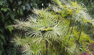 伞竹的养殖方法 给大家介绍这些内容