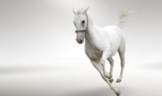 高顺打一生肖 为大家揭晓