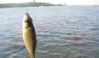 钓鱼什么时候提杆 你学会钓鱼了吗