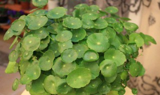 铜钱草怎么修剪 简单四步就搞定