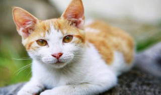 幼猫拉稀怎么办 看看这些你都知道吗