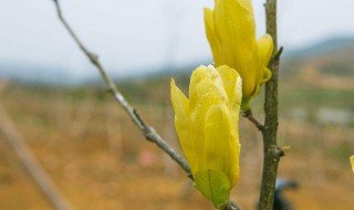 黄玉兰如何栽培 必学技术