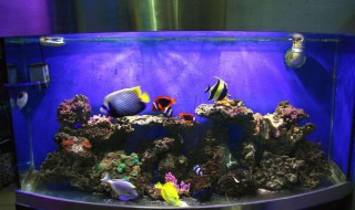 鱼马桶好用吗 鱼马桶的原理是什么