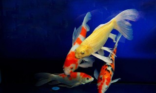 锦鲤身上有白点怎么办 8个小妙招帮你解决