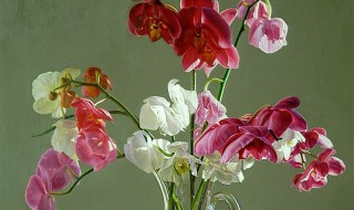 胜利花制作 简单的制作过程