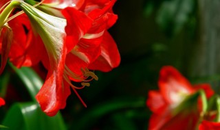 红花男人可以喝 还是只有女人才可以喝呢