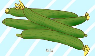 男人吃丝瓜的害处 男人不能吃丝瓜吗