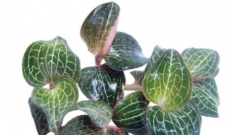 金线莲主要治什么病 金线莲含有哪些治病成分?