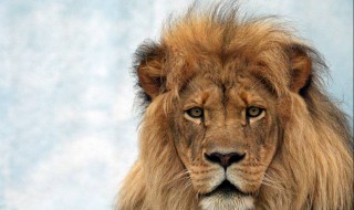 梦见狮子有什么预兆 象征着什么?