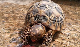 印度星斑陆龟的寿命 印度星斑陆龟生活习性