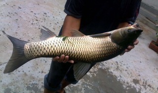 钓草鱼用什么好 教你用这些