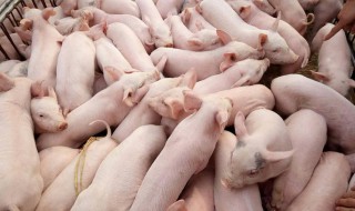 仔猪猪瘟怎么办 仔猪得了猪瘟怎么治疗