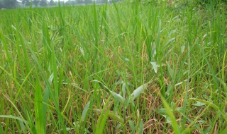 旱稻子种植方法 一起来了解一下