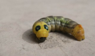 梦见自己吐了好多虫 是什么含义呢