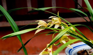 种兰花软植料是什么 快来看看吧