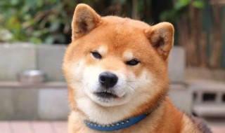 柴犬四个月耳朵大会变吗 知道这些才能养好宠物