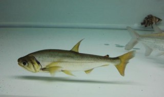 怎么做暴鱼 十个步骤教你快速做出暴鱼