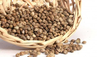 火麻仁的副作用 这些情况要小心