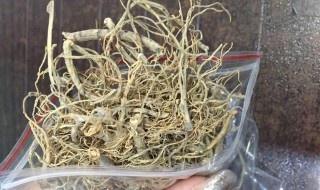 三七根须的正确吃法 下面介绍几种常见的正确吃法