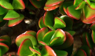 玉树烂根怎样快速生根 玉树烂根了怎么办