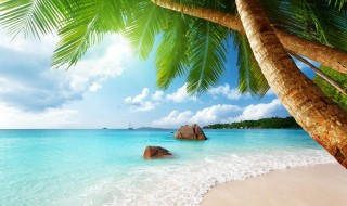 椰子怎样传播种子 快来看看