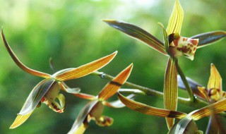 极品墨兰品种 高端墨兰有哪些品种