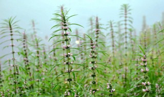 益母草怎么煮 怎么煮益母草