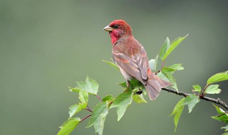 北朱雀饲养方法 快来看看吧