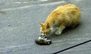 老鼠进家里是什么预兆 有什么消灭老鼠的方法