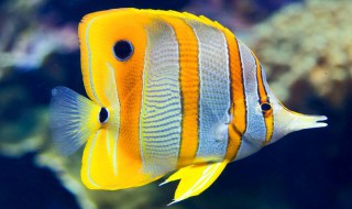 绣蝴蝶鱼饲养方法 绣蝴蝶鱼好养吗