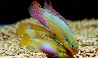 红肚凤凰鱼的寿命 能活多久？