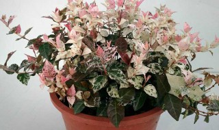 五彩络石怎么出颜色 五彩络石如何养出五彩叶子