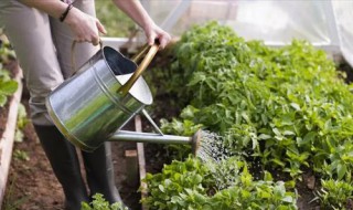 香蕉怎么养花 你都学会了吗