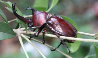 独角仙治什么病 独角仙有什么药用价值