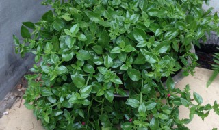 穿心莲能治什么病 最真实经验分享