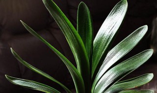 君子兰砍头时间 时机你选对了吗