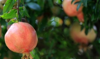 石榴防腐烂打什么药 哪些农药可以治疗石榴防腐烂