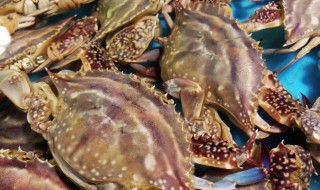 上海梭子蟹价格 真的很不错哦