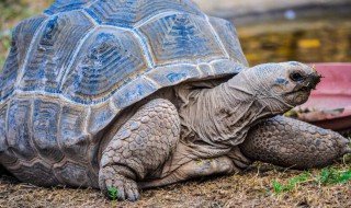 马来西亚巨龟的寿命有多长 生长繁殖是什么