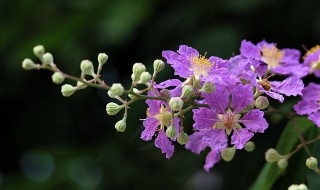 紫薇花东北能养活吗 专家教你如何照料