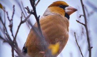 捉蜡嘴鸟最好方法 你抓到了吗