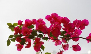 三角花催花方法 爆盆简单