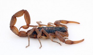 吃蝎子的功效与作用 需要了解这三点