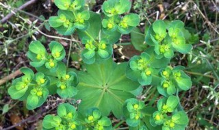 中国十大剧毒植物 要远离它们