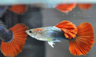 孔雀鱼为什么吃小虾 告诉你个小技巧
