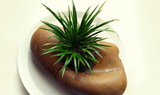 菖蒲用什么土种植 菖蒲如何防虫