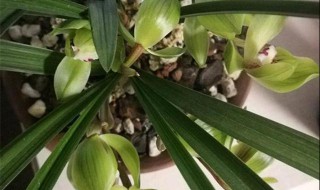 狐尾兰花如何盆栽 轻轻松松摆满阳台!