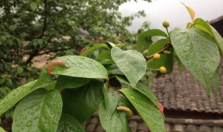 樱桃树病虫害防治 措施有什么?