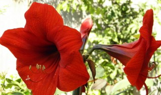 对红的养殖方法和注意事项 教你养出艳丽的大红花