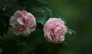 香茶花的养殖方法 一起学习相关知识吧